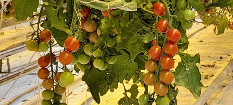 Golden Circle Private Tour with a Local - Key Points