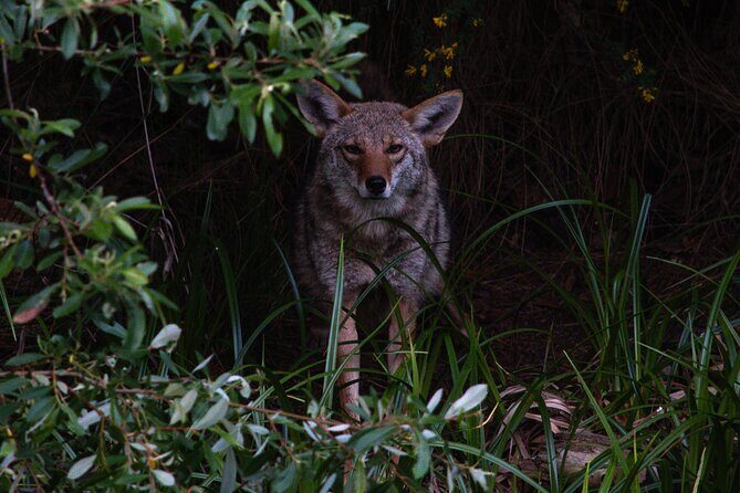 Golden Gate Park Twilight Wildlife Walking Tour - Discovering Golden Gate Park’s Wildlife on a Twilight Walk