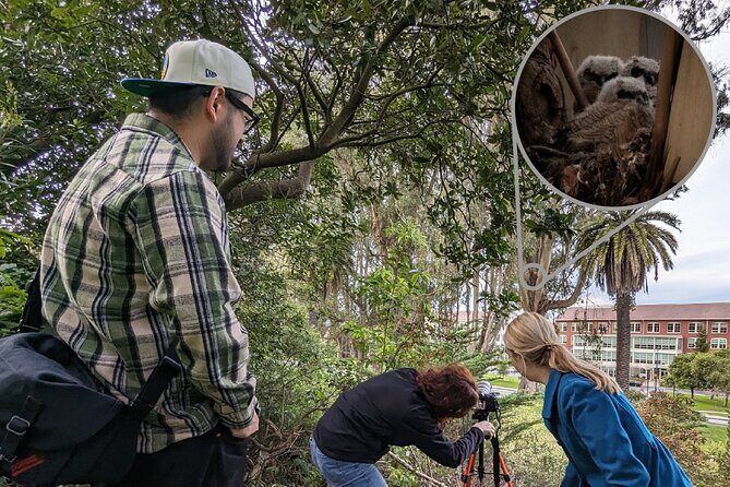 Golden Gate Park Twilight Wildlife Walking Tour - Key Points