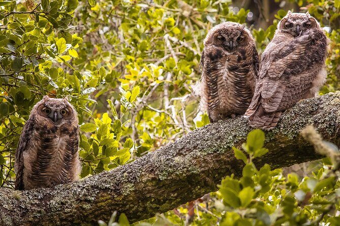 Golden Gate Park Twilight Wildlife Walking Tour - Final Thoughts: Why This Tour Stands Out
