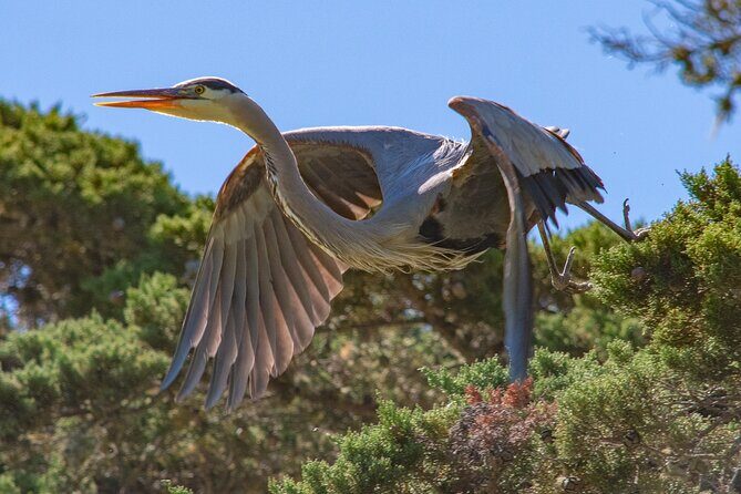 Golden Gate Park Wildlife Walking Tour - FAQ