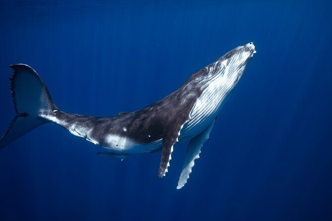 Golden Hour Kayak And Whale Watch - An Honest Look at the Tour Experience