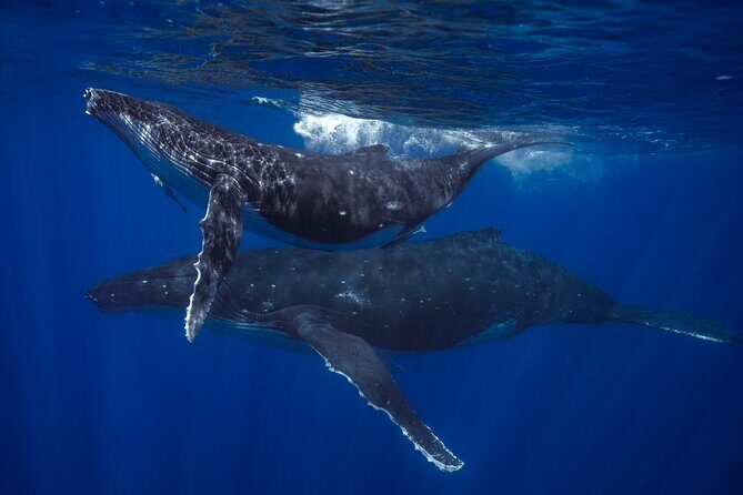 Golden Hour Kayak And Whale Watch - FAQs