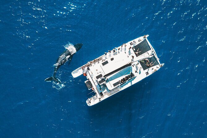 Golden Hour Whale Watch from Lahaina - What to Expect on the Whale Watch Tour