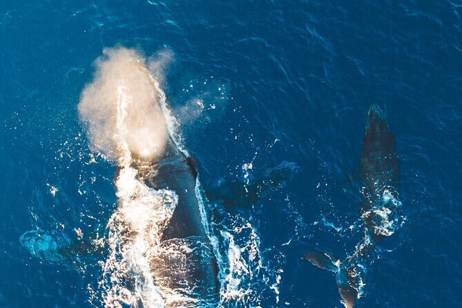 Golden Hour Whale Watch from Lahaina - Who Will Love This Tour?