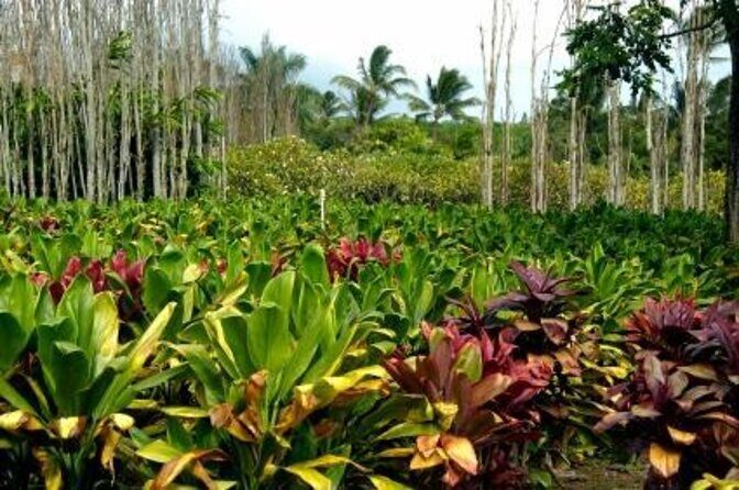 Golden Pineapples & Hidden Gems: A Private Upcountry Tour - Key Points