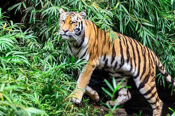 Golden Triangle Tour With Ranthambore - Exploring the Itinerary in Detail