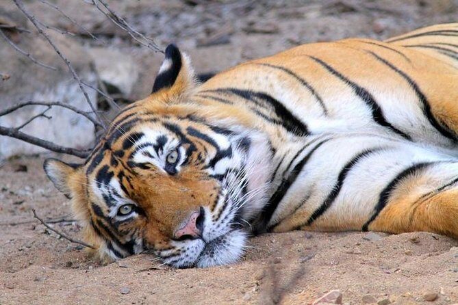 Golden Triangle tour with Ranthambore Jungle Safari - FAQs