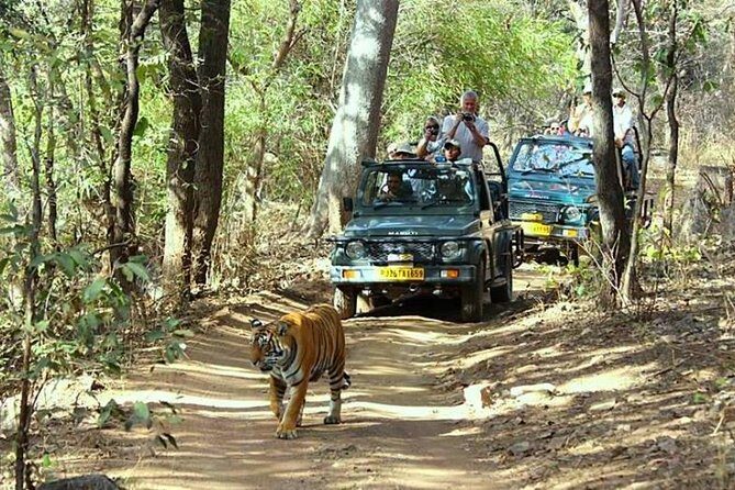 Golden Triangle Tour With Ranthambore Tiger Safari - An In-Depth Look at the Tour Experience