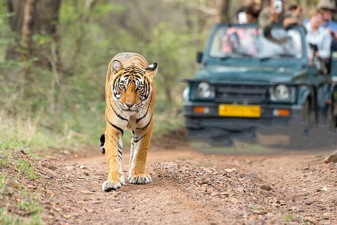 Golden Triangle Tour with Train Ride Experience 4 Day - FAQs