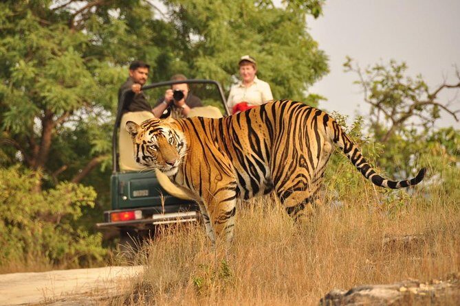 Golden Triangle with Wildlife and Royal Castle Stay - Who Is This Tour Best For?