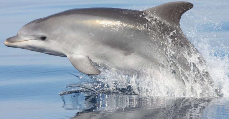 Golfo Aranci: Eco-Friendly Dolphin Watching Boat Trip - Who Would Love This Experience?