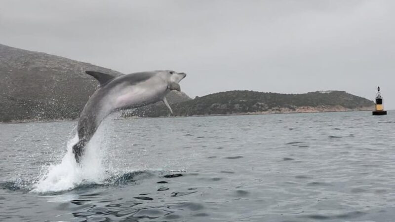 Golfo Aranci: Small group Kayak tour with Aperitif &dolphins - Who Will Love This Tour?