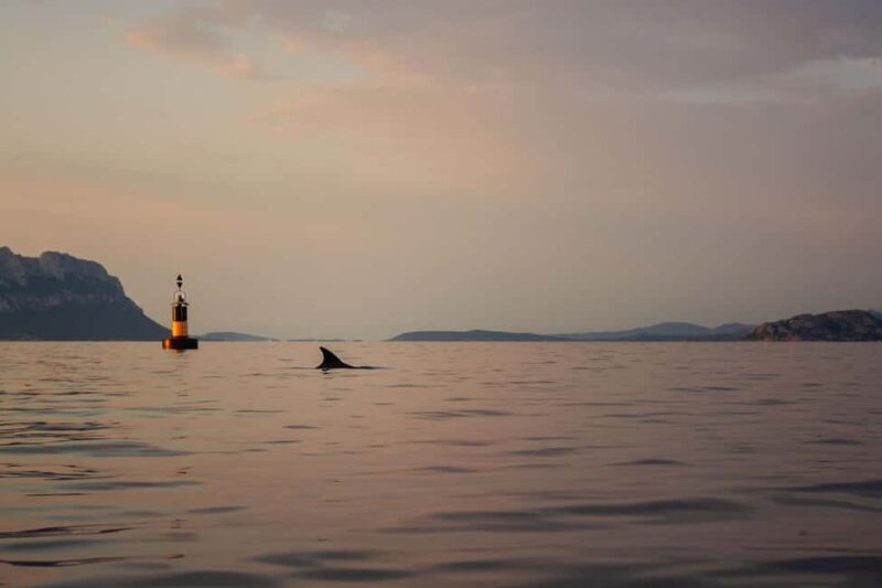 Golfo Aranci: traditional or transparent kayaks, dolphins, and aperitifs - Practical Tips