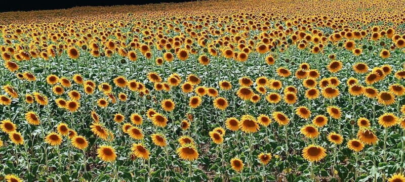 Gorges du Verdon & Plateau de Valensole - FAQ