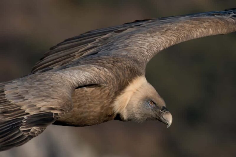 Gorges du Verdon: Watching vultures - Final Thoughts