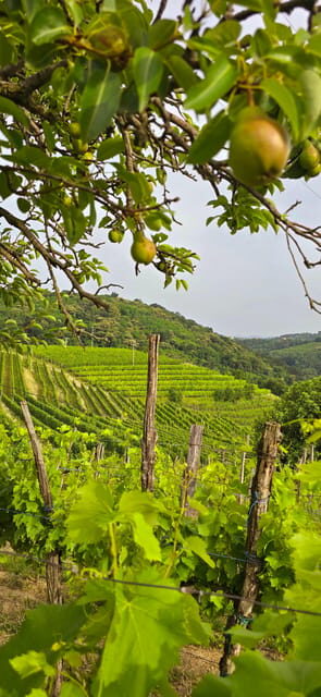Gorika Brda: Wine Walk and Tasting - Exploring the Itinerary
