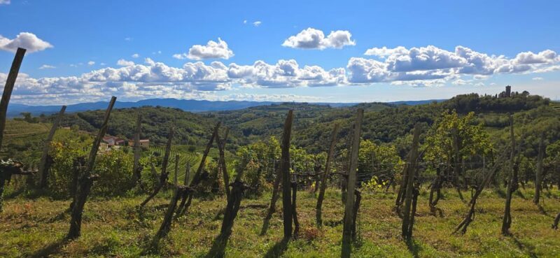 Gorika Brda: Wine Walk and Tasting - Why We Think This Tour Is Worth It