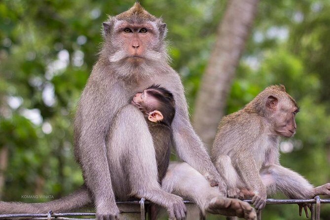 Gorilla Cave ATV Bali Ubud, Monkey Forest, Temple, and Lunch - FAQ