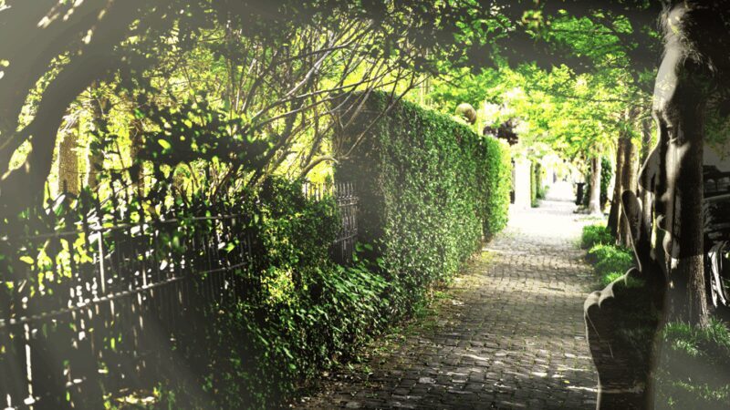 Gossip & Grandeur: A Stroll Through NOLAs Garden District - Key Points