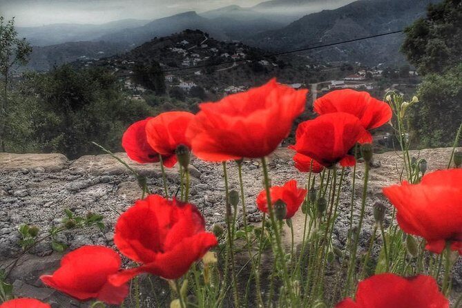 Gourmet Cooking Class & Culture in the rural Montes de Malaga. - FAQ
