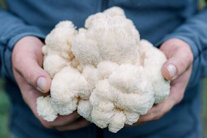 Gourmet Mushroom Farm Tour in Tennessee - Exploring the Gourmet Mushroom Farm Tour in Tennessee