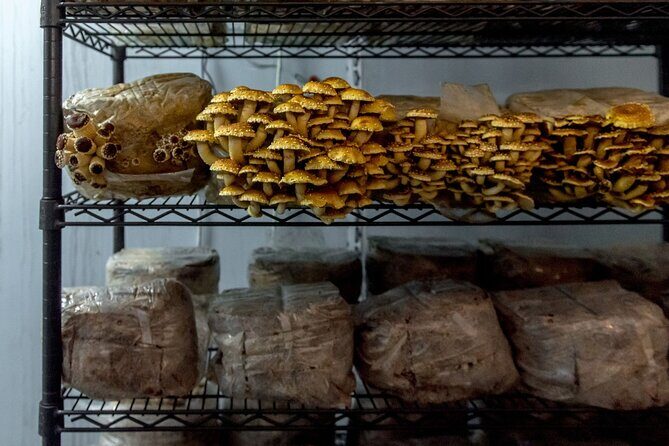 Gourmet Mushroom Farm Tour in Tennessee - Key Points
