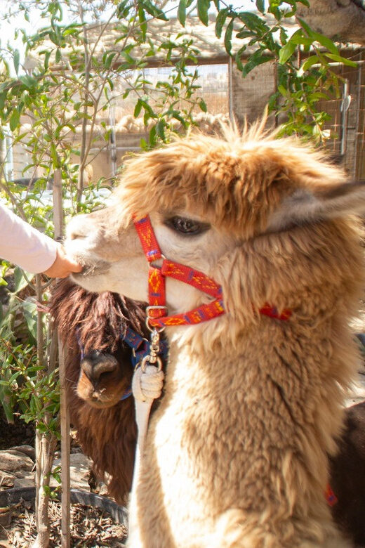Gozo Alpaca Walks : with feeding and farm visit - Key Points