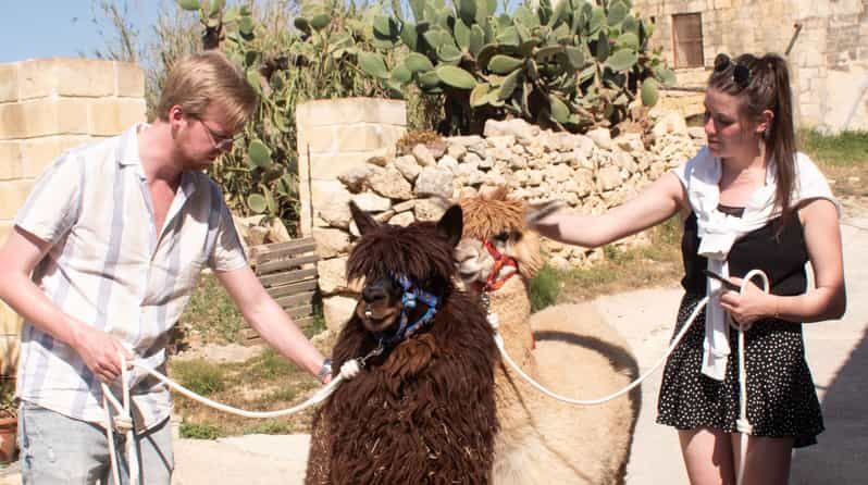 Gozo Alpaca Walks : with feeding and farm visit - An Authentic Farm Experience in Gozo