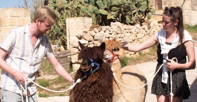 Gozo Alpaca Walks : with feeding and farm visit - Who Would Enjoy This Tour?