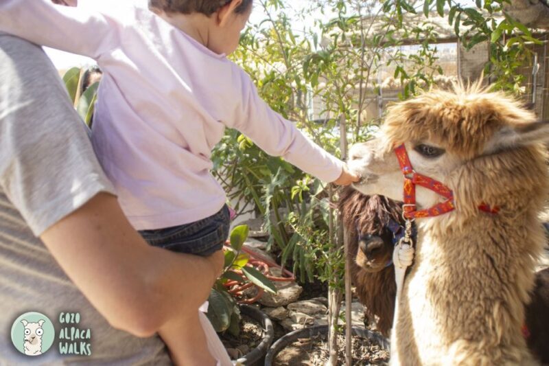 Gozo Alpaca Walks : with feeding and farm visit - FAQ