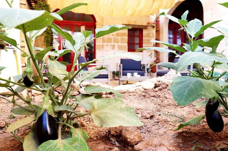 Gozo: Traditional and Local Breakfast in a Historic building - Who Should Consider This Tour?