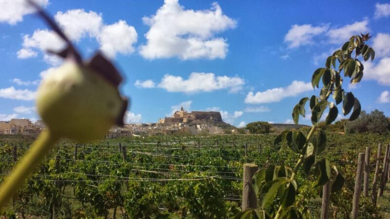 Gozo Victoria Walking Tour - Practical Details & Value