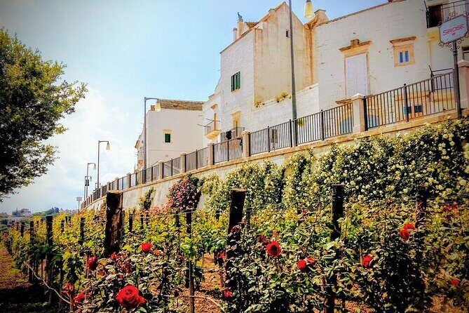 GPS Self guide Locorotondo+Alberobello + tasting in the vineyard - Who Is This Tour Best For?
