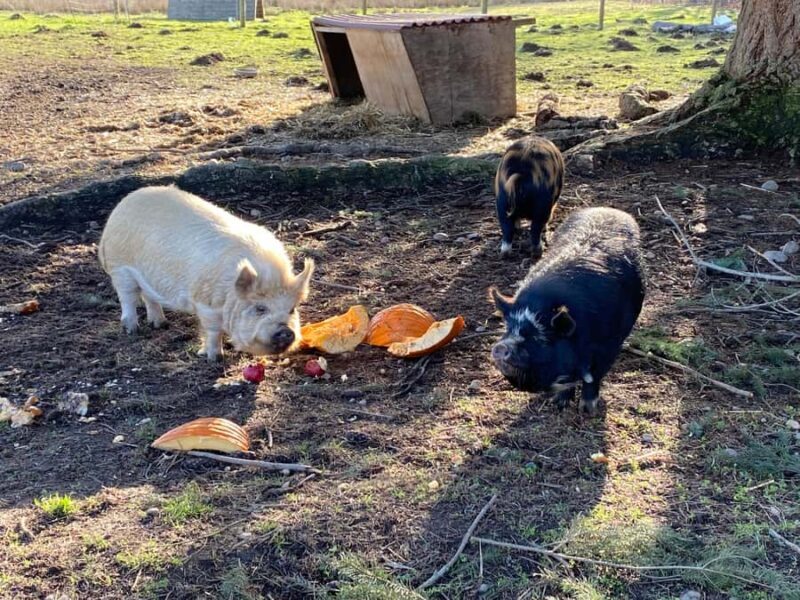 Graham: Faithful Hands' Farm Tour - The Itinerary in Detail