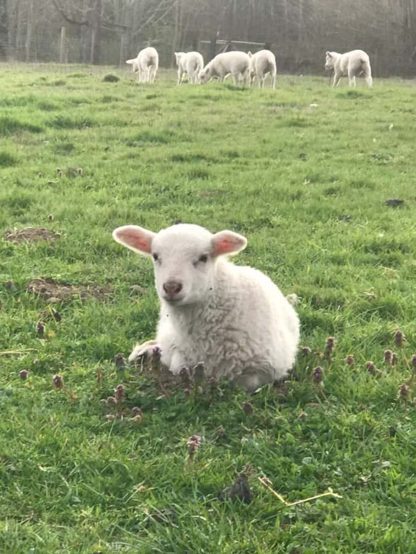 Graham: Faithful Hands' Farm Tour - The Experience: What Sets it Apart?