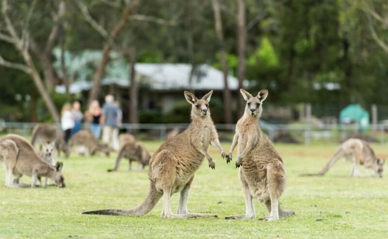 Grampians National Park Small-Group Eco Day Tour - FAQs