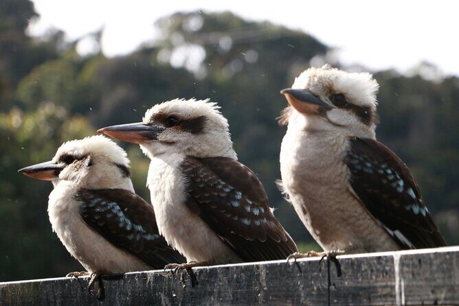 Grampians National Park Small-Group Eco Tour from Melbourne - FAQ