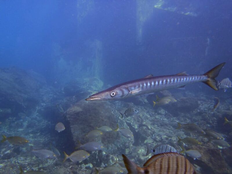 Gran Canaria: 3-Day Open Water Diver Course - FAQ