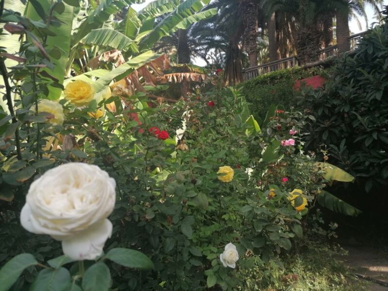 Gran Canaria: Camel Ride at Camel Safari Park - Who Will Love This Tour?