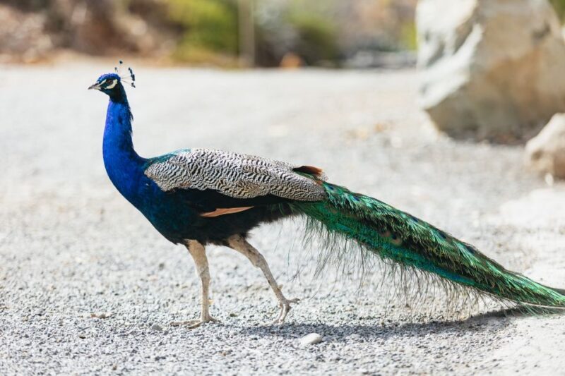 Gran Canaria: Camel Ride Safari w/ Optional Food & Transport - FAQs