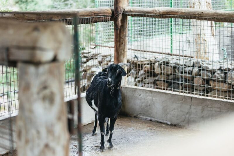 Gran Canaria: Camel Ride Safari w/ Optional Food & Transport - Final Word