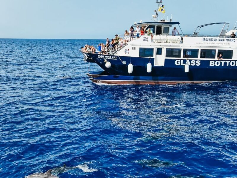 Gran Canaria: Catamaran Dolphin Watch Cruise with Snorkeling - The Bottom Line