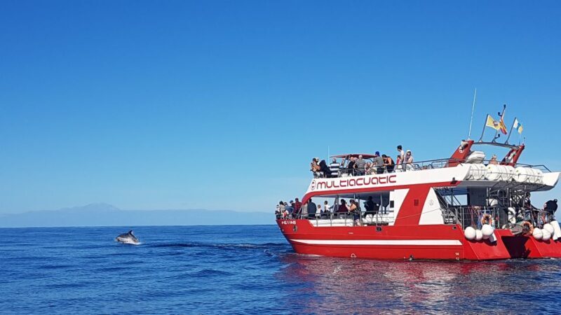 Gran Canaria: Dolphin and Whale Watching Cruise - What to Expect from the Dolphin and Whale Watching Cruise