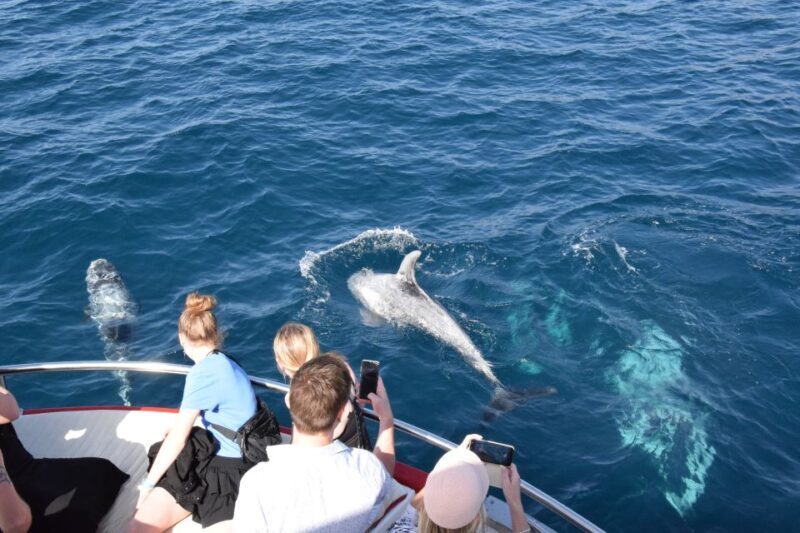 Gran Canaria: Dolphin and Whale Watching Cruise - The Sum Up
