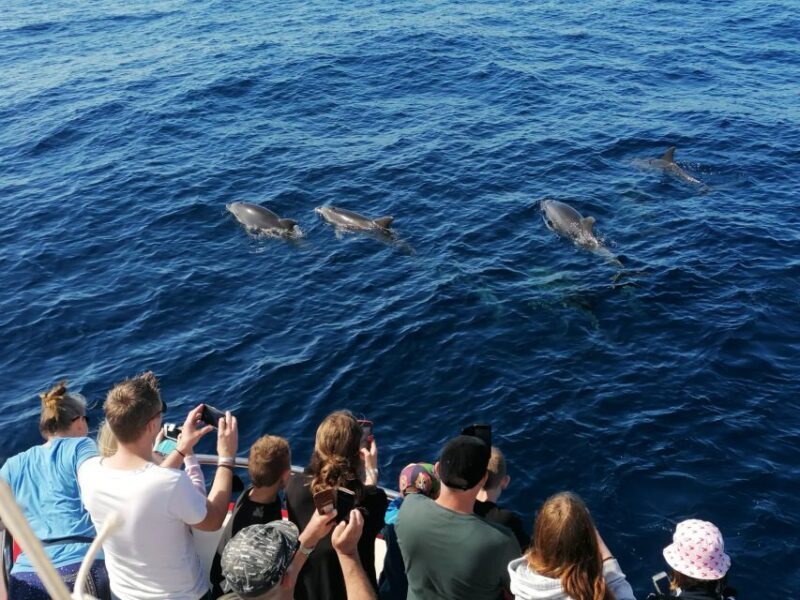 Gran Canaria: Dolphin and Whale Watching Cruise - FAQ