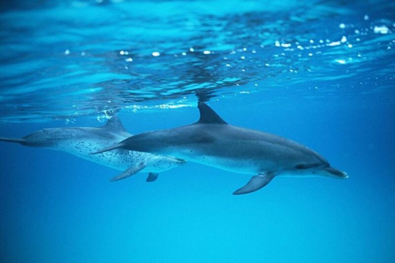 Gran Canaria: Dolphin and Whale Watching Cruise - Analyzing the Value