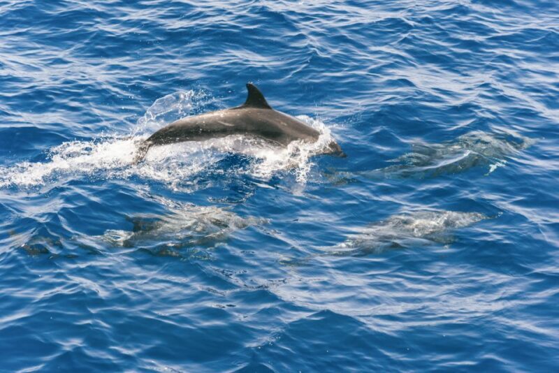 Gran Canaria: Dolphin and Whale Watching Cruise - Who Is This Tour Best Suited For?