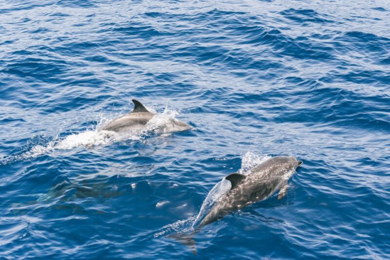 Gran Canaria: Dolphin and Whale Watching Cruise - FAQs