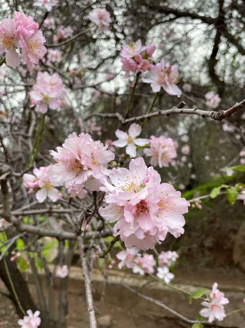 Gran Canaria: excursion to the Barranco de los Cernícalos - Key Points